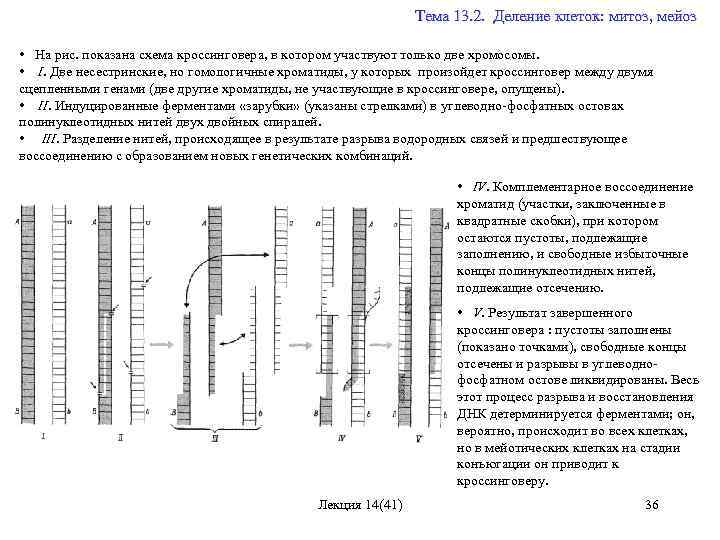  Тема 13. 2. Деление клеток: митоз, мейоз • На рис. показана схема кроссинговера,