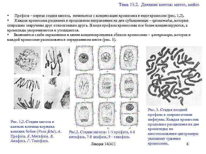 Профаза митоза картинка