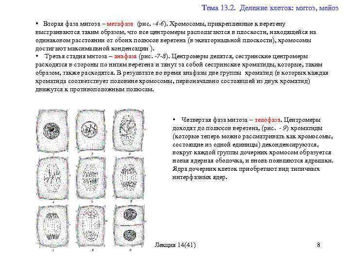 Каким номером на схеме обозначена метафаза второго деления мейоза