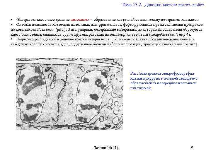  Тема 13. 2. Деление клеток: митоз, мейоз • Завершает клеточное деление цитокинез –