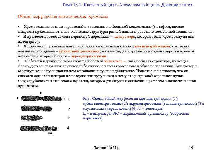  Тема 13. 1. Клеточный цикл. Хромосомный цикл. Деление клеток Общая морфология митотических хромосом