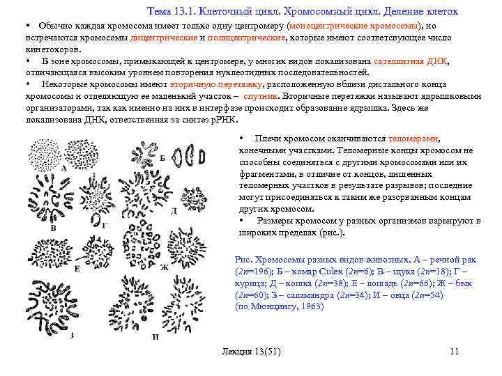 Тема 13. 1. Клеточный цикл. Хромосомный цикл. Деление клеток • Обычно каждая хромосома