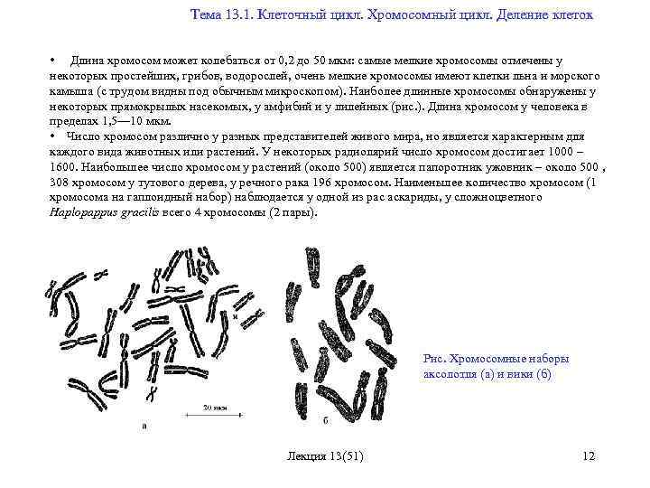  Тема 13. 1. Клеточный цикл. Хромосомный цикл. Деление клеток • Длина хромосом может