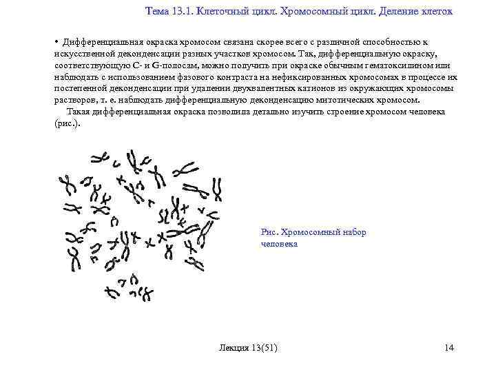  Тема 13. 1. Клеточный цикл. Хромосомный цикл. Деление клеток • Дифференциальная окраска хромосом