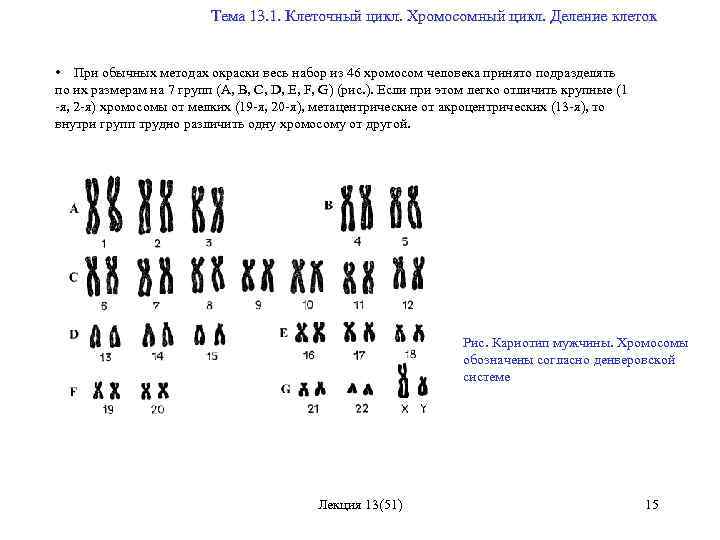  Тема 13. 1. Клеточный цикл. Хромосомный цикл. Деление клеток • При обычных методах