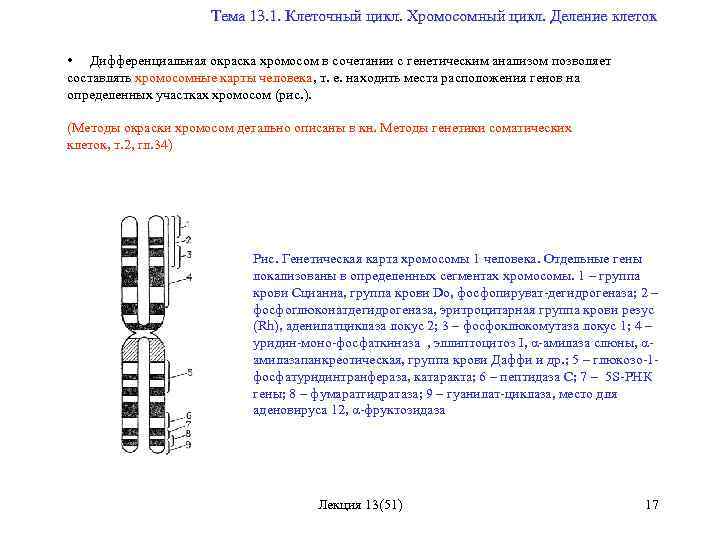  Тема 13. 1. Клеточный цикл. Хромосомный цикл. Деление клеток • Дифференциальная окраска хромосом