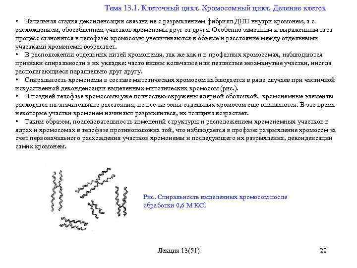  Тема 13. 1. Клеточный цикл. Хромосомный цикл. Деление клеток • Начальная стадия деконденсации