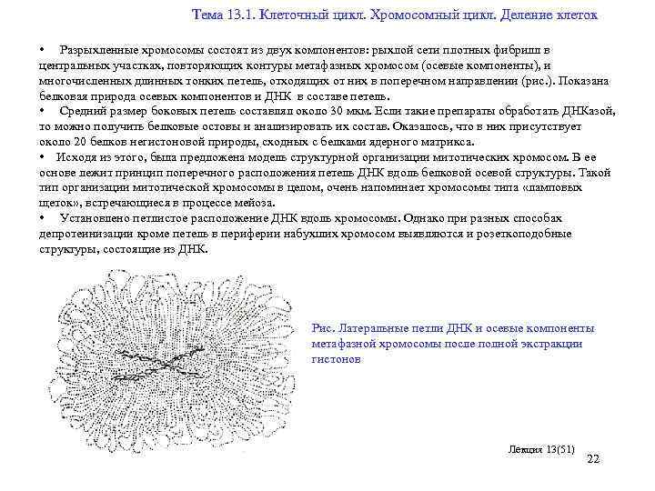  Тема 13. 1. Клеточный цикл. Хромосомный цикл. Деление клеток • Разрыхленные хромосомы состоят