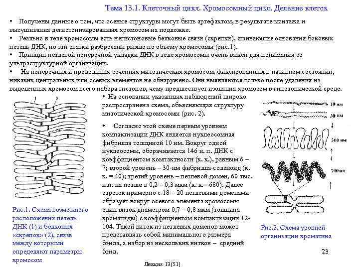 Хромосомный набор клеток пшеницы. Строение митотических хромосом. Морфология митотических хромосом. Клеточный цикл хромосомы. Морфология и виды митотических хромосом.