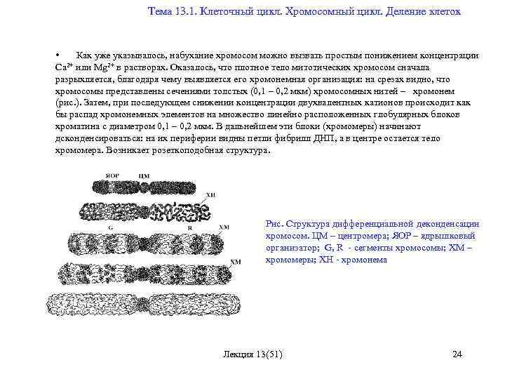  Тема 13. 1. Клеточный цикл. Хромосомный цикл. Деление клеток • Как уже указывалось,