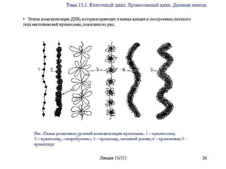  Тема 13. 1. Клеточный цикл. Хромосомный цикл. Деление клеток • Этапы компактизации ДНК,