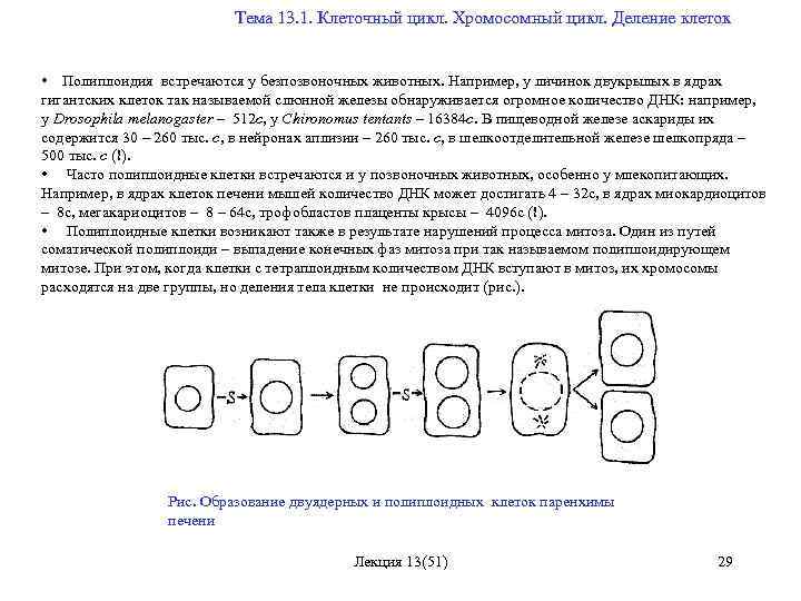  Тема 13. 1. Клеточный цикл. Хромосомный цикл. Деление клеток • Полиплоидия встречаются у