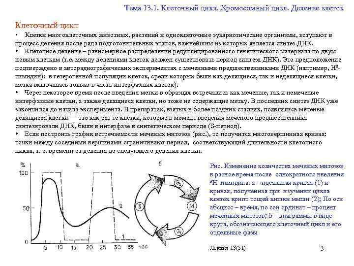  Тема 13. 1. Клеточный цикл. Хромосомный цикл. Деление клеток Клеточный цикл • Клетки