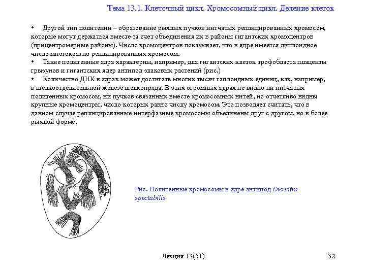  Тема 13. 1. Клеточный цикл. Хромосомный цикл. Деление клеток • Другой тип политении