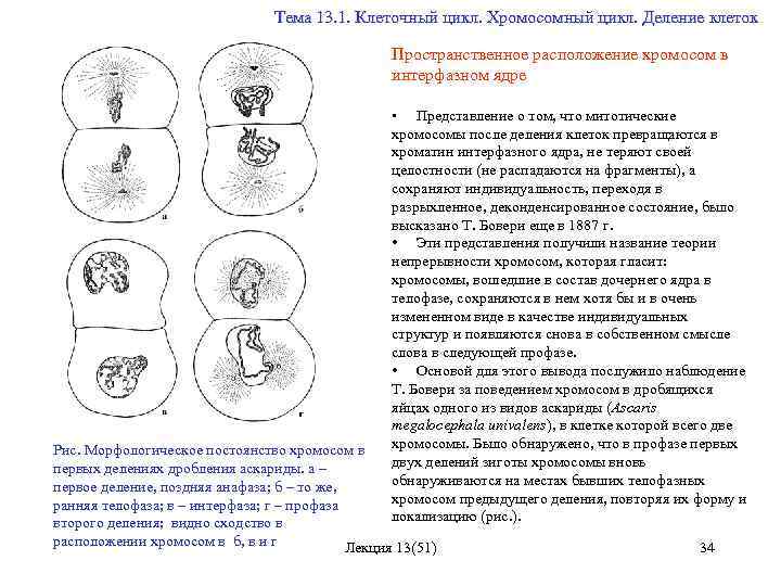 Цикл деления клетки. Пространственная организация хромосом в интерфазном ядре. Пространственное расположение хромосом. Клеточный цикл хромосомы. Пространственная организация интерфазных хромосом внутри ядра.