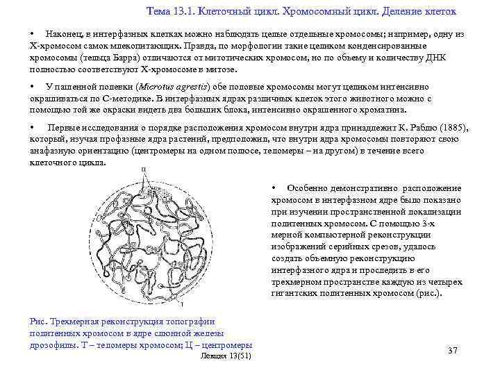  Тема 13. 1. Клеточный цикл. Хромосомный цикл. Деление клеток • Наконец, в интерфазных