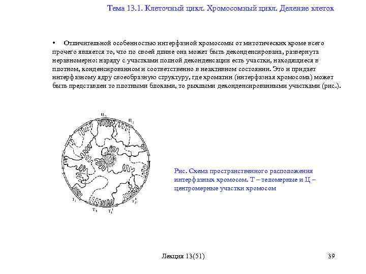  Тема 13. 1. Клеточный цикл. Хромосомный цикл. Деление клеток • Отличительной особенностью интерфазной