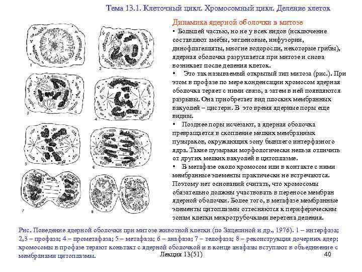 Цикл деления клетки