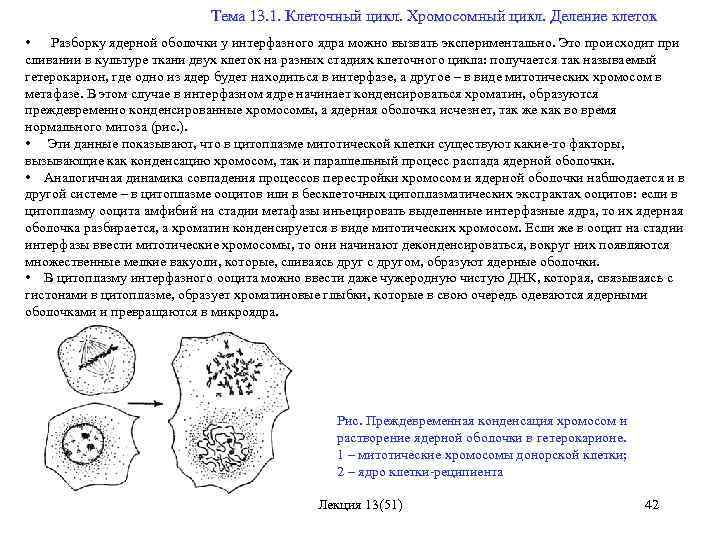  Тема 13. 1. Клеточный цикл. Хромосомный цикл. Деление клеток • Разборку ядерной оболочки