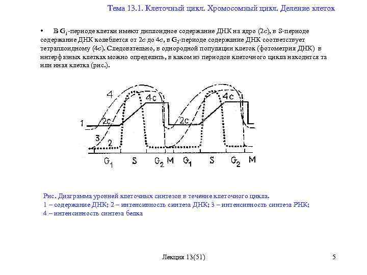  Тема 13. 1. Клеточный цикл. Хромосомный цикл. Деление клеток • В G 1