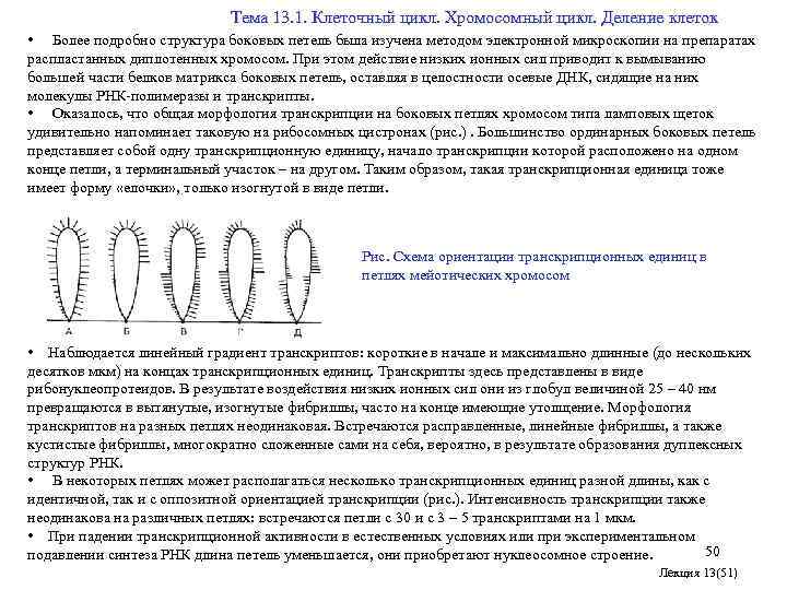  Тема 13. 1. Клеточный цикл. Хромосомный цикл. Деление клеток • Более подробно структура