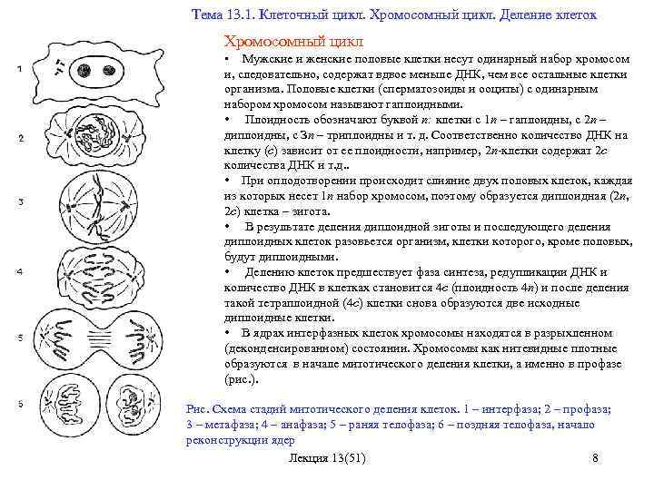 Митотический цикл деления клетки