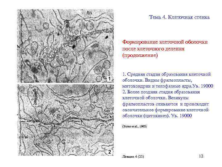 Тема 4. Клеточная стенка Формирование клеточной оболочки после клеточного деления (продолжение) 1. Средняя стадия