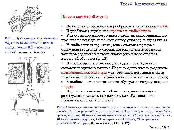 Клеточная стенка состав. Оболочка клеточная стенка функции. Функция поры в растительной клетке. Вторичная оболочка строение. Вторичная клеточная стенка растений.