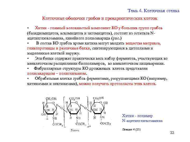 Тема 4. Клеточная стенка Клеточные оболочки грибов и прокариотических клеток • Хитин - главный