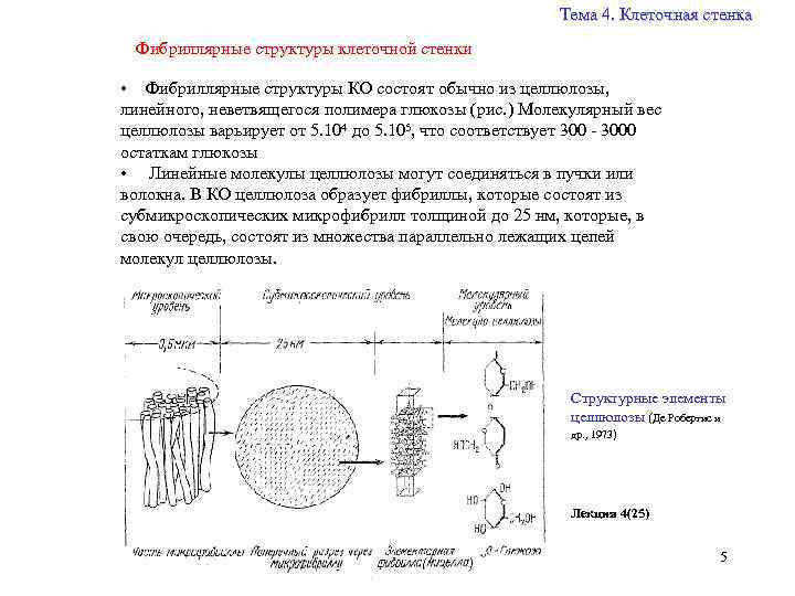 Объект клеточная мембрана процесс таблица