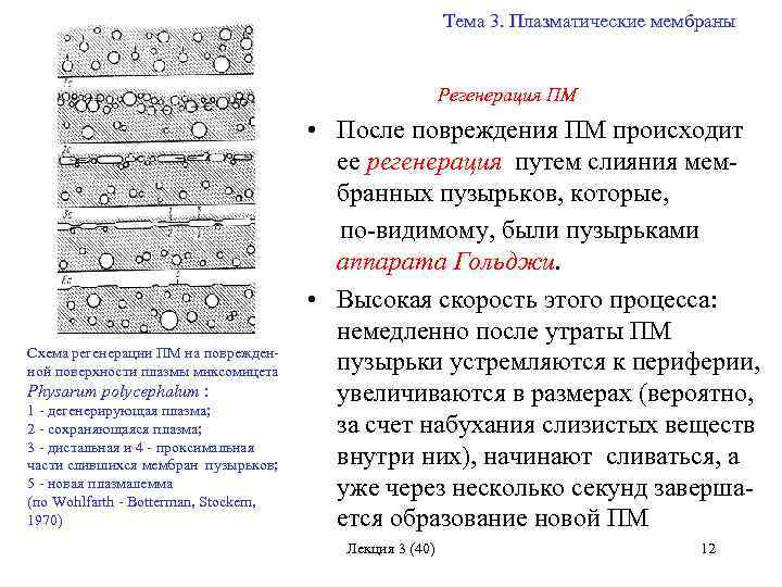 Почему мембрана