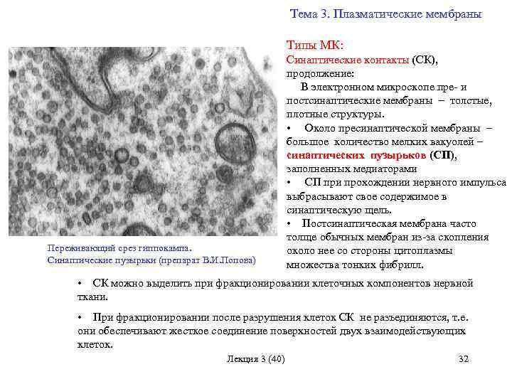 Что значит плазматические клетки. Синаптическая щель препарат. Плазматические клетки АБС. Результат: 0,0 - что значит.