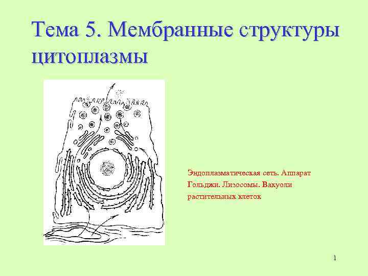 Тема 5. Мембранные структуры цитоплазмы Эндоплазматическая сеть. Аппарат Гольджи. Лизосомы. Вакуоли растительных клеток 1