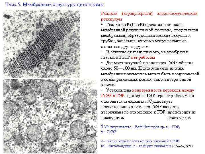 Какая структура изображена на рисунке