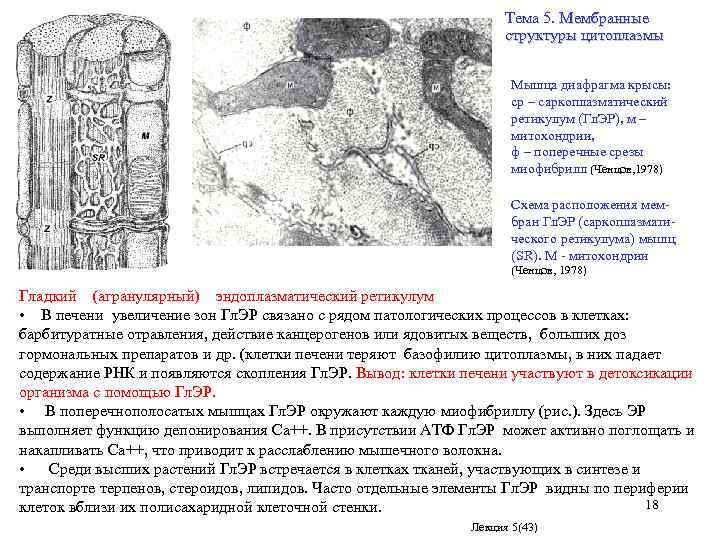 Тема 5. Мембранные структуры цитоплазмы Мышца диафрагма крысы: ср – саркоплазматический ретикулум (Гл. ЭР),