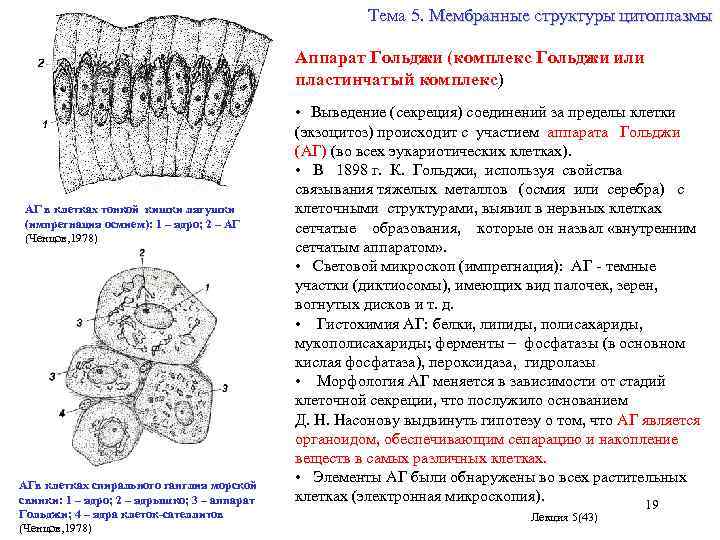 Тема 5. Мембранные структуры цитоплазмы Аппарат Гольджи (комплекс Гольджи или пластинчатый комплекс) • Выведение