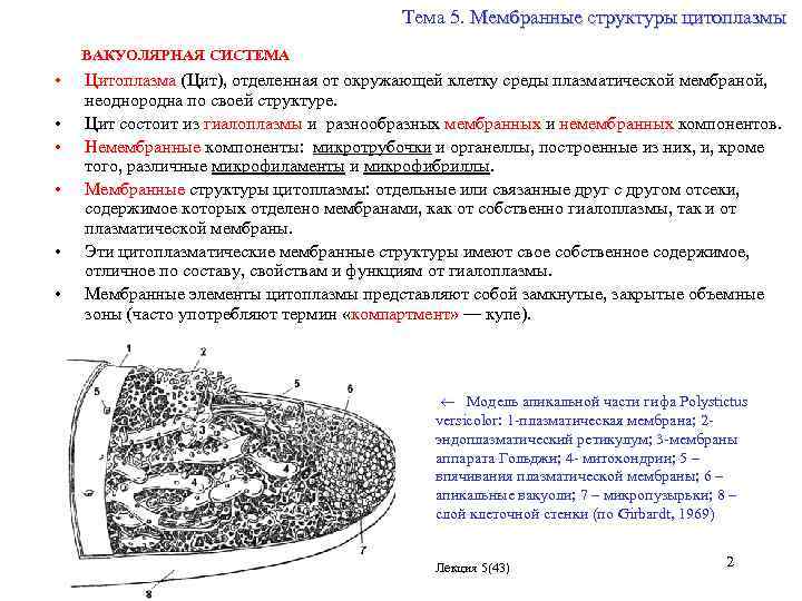 Тема 5. Мембранные структуры цитоплазмы ВАКУОЛЯРНАЯ СИСТЕМА • • • Цитоплазма (Цит), отделенная от