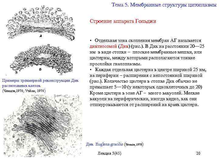 Тема 5. Мембранные структуры цитоплазмы Примеры трехмерной реконструкции Дик растительных клеток (Ченцов, 1978; Уэйли,