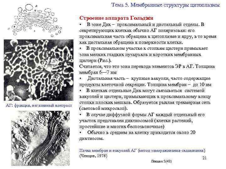 Тема 5. Мембранные структуры цитоплазмы АГ: фракция, негативный контраст Строение аппарата Гольджи • В