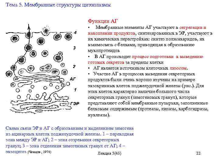 Тема 5. Мембранные структуры цитоплазмы Функции АГ • Мембранные элементы АГ участвуют в сегрегации