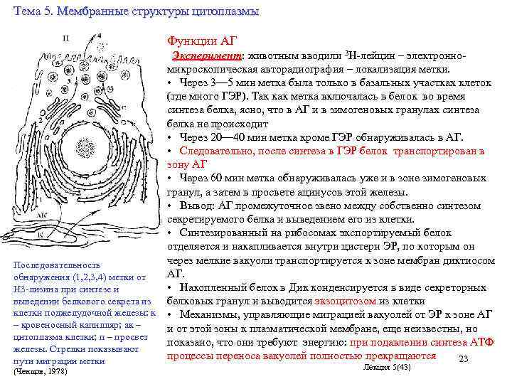 Тема 5. Мембранные структуры цитоплазмы Функции АГ Эксперимент: животным вводили 3 Н-лейцин – электронно-