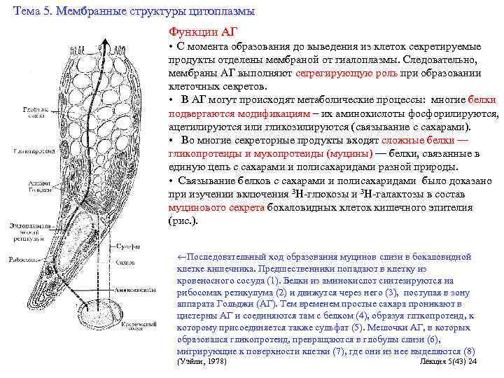 Тема 5. Мембранные структуры цитоплазмы Функции АГ • С момента образования до выведения из