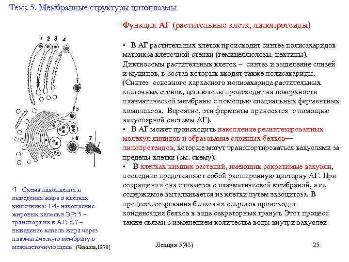 Тема 5. Мембранные структуры цитоплазмы Схема накопления и выведения жира в клетках кишечника: 1