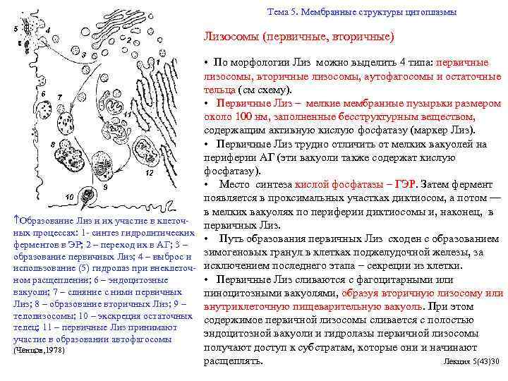 Тема 5. Мембранные структуры цитоплазмы Лизосомы (первичные, вторичные) Образование Лиз и их участие в