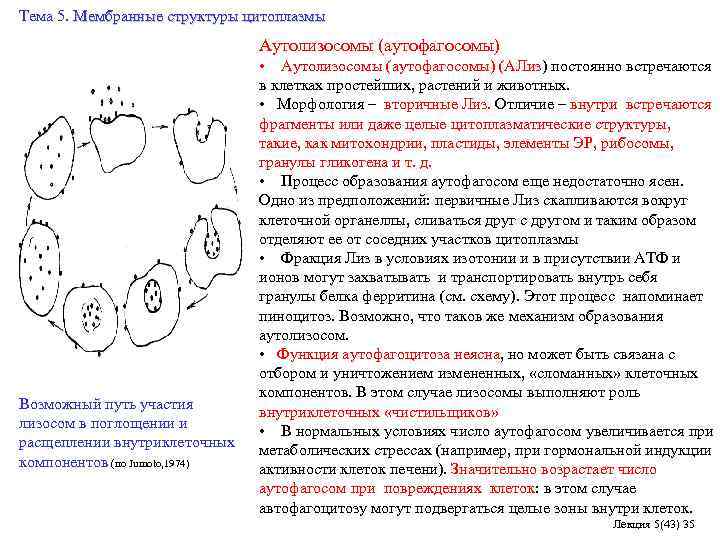 Тема 5. Мембранные структуры цитоплазмы Аутолизосомы (аутофагосомы) Возможный путь участия лизосом в поглощении и