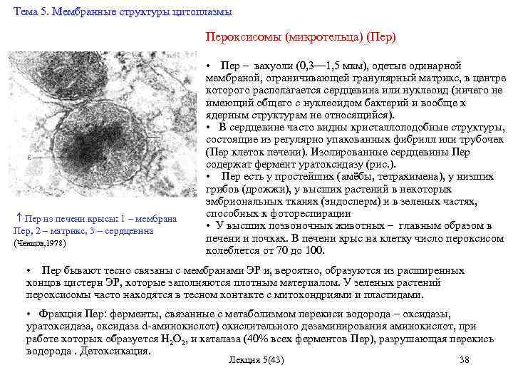 Тема 5. Мембранные структуры цитоплазмы Пероксисомы (микротельца) (Пер) • Пер – вакуоли (0, 3—