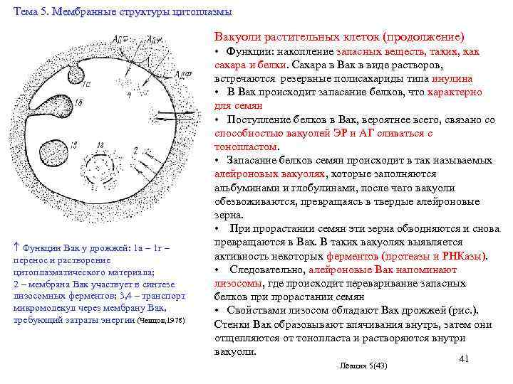 Тема 5. Мембранные структуры цитоплазмы Функции Вак у дрожжей: 1 а – 1 г