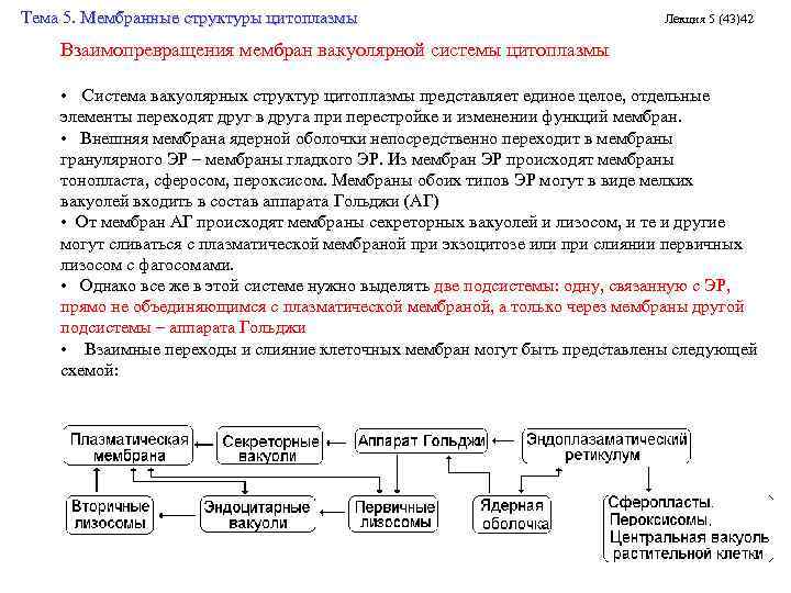 Тема 5. Мембранные структуры цитоплазмы Лекция 5 (43)42 Взаимопревращения мембран вакуолярной системы цитоплазмы •