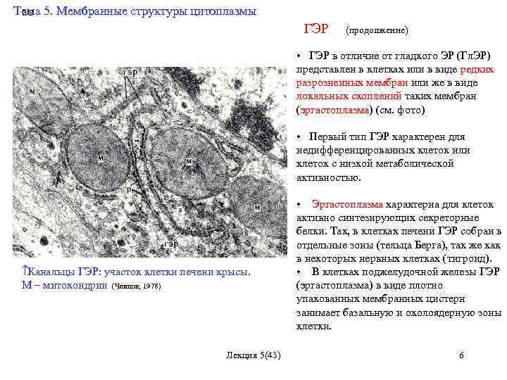 Тема 5. Мембранные структуры цитоплазмы ао Мембранные структуры цитоплазмы ГЭР (продолжение) • ГЭР в