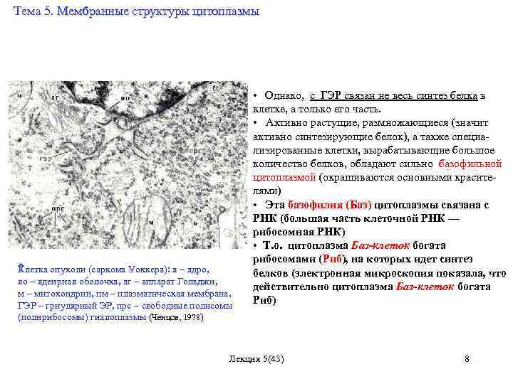 Тема 5. Мембранные структуры цитоплазмы К летка опухоли (саркома Уоккера): я – ядро, яо